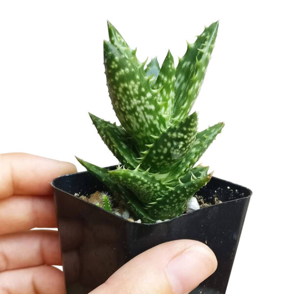 Tiger Tooth Aloe Juvenna - Image 5