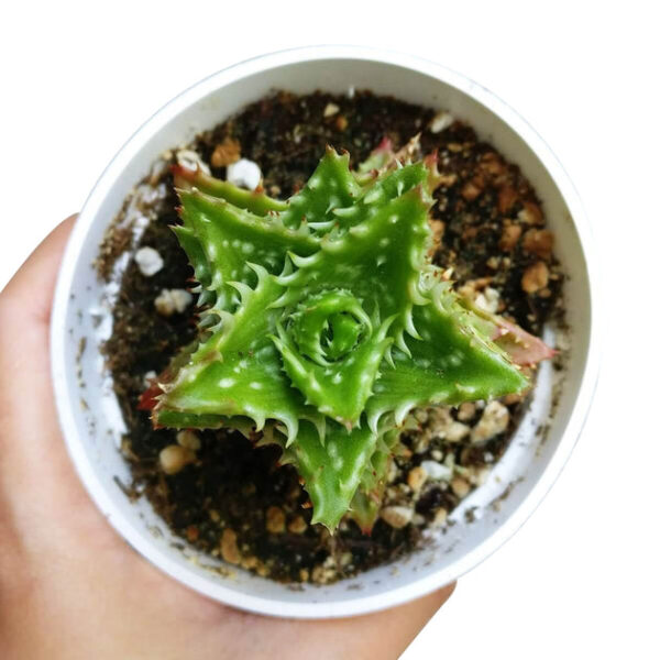 Tiger Tooth Aloe Juvenna - Image 6