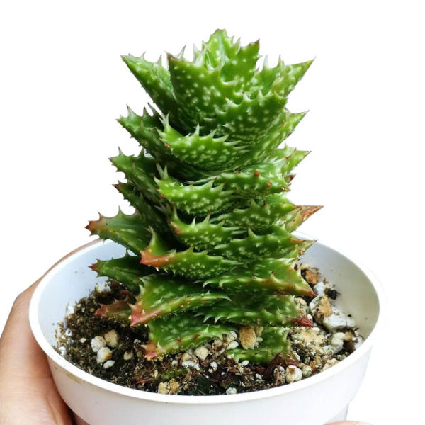 Tiger Tooth Aloe Juvenna - Image 7