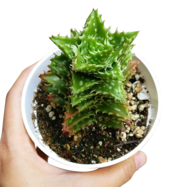 Tiger Tooth Aloe Juvenna - Image 8