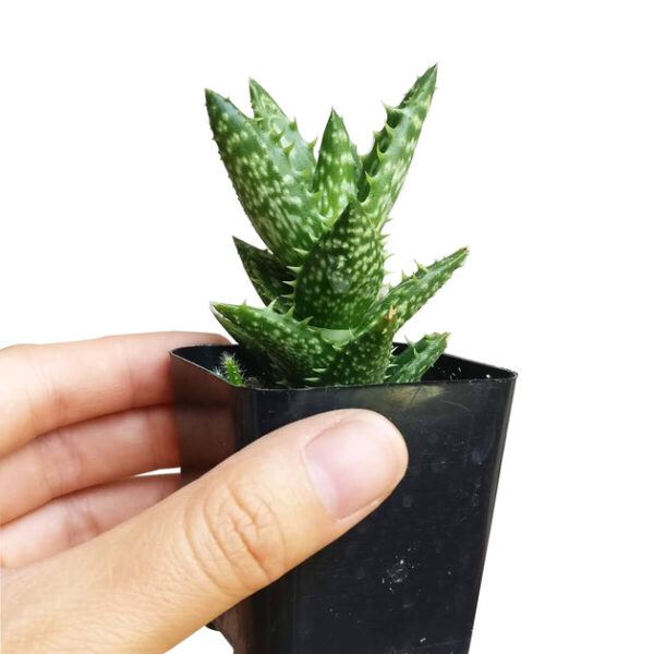 Tiger Tooth Aloe Juvenna - Image 9