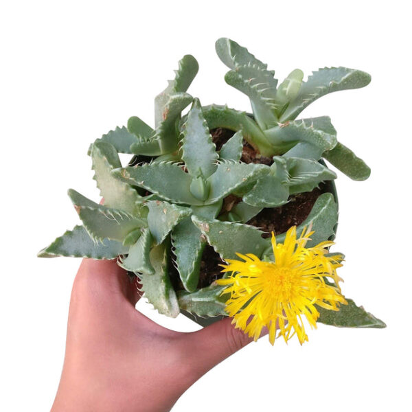 Tiger’s Jaw Crassula - Image 5