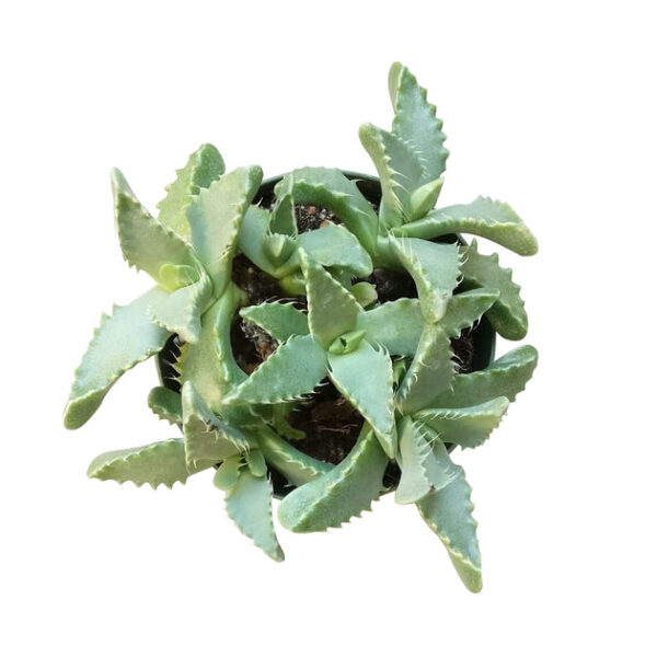Tiger’s Jaw Crassula - Image 6
