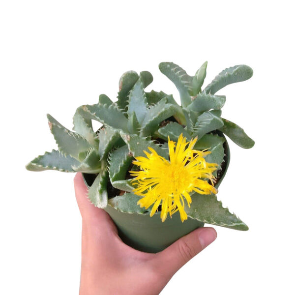 Tiger’s Jaw Crassula - Image 7