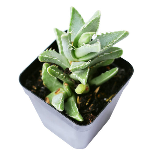 Tiger’s Jaw Crassula - Image 8