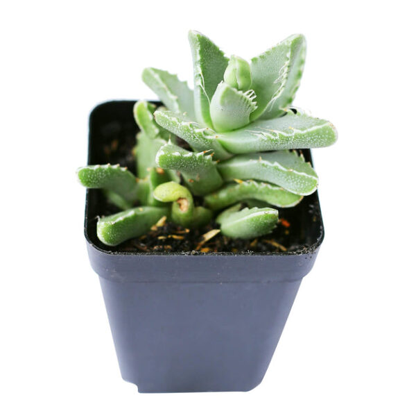Tiger’s Jaw Crassula - Image 9