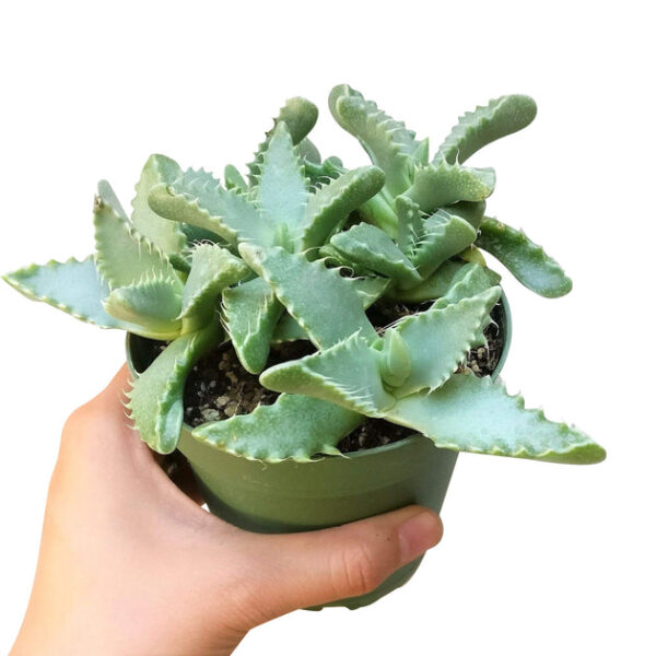 Tiger’s Jaw Crassula - Image 4