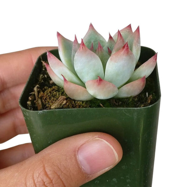 Echeveria Tippy Pink Succulent - Image 4