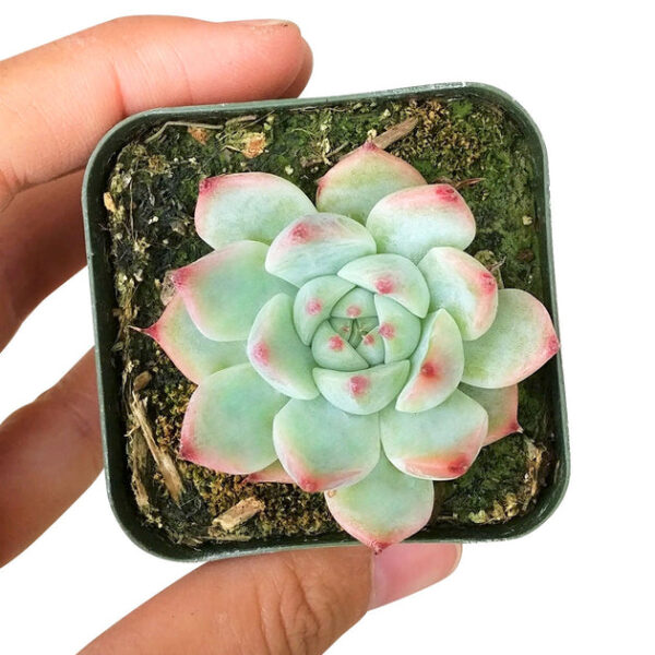Echeveria Tippy Pink Succulent - Image 3