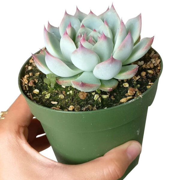 Echeveria Tippy Pink Succulent - Image 7