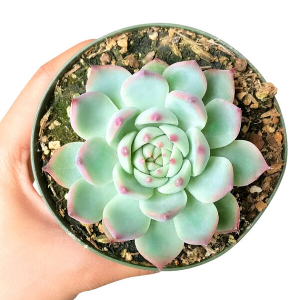 Echeveria Tippy Pink Succulent - Image 5