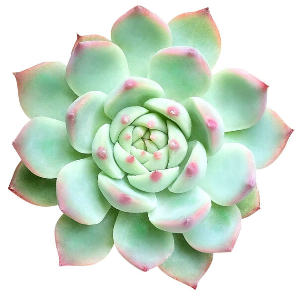 Echeveria Tippy Pink Succulent - Image 2