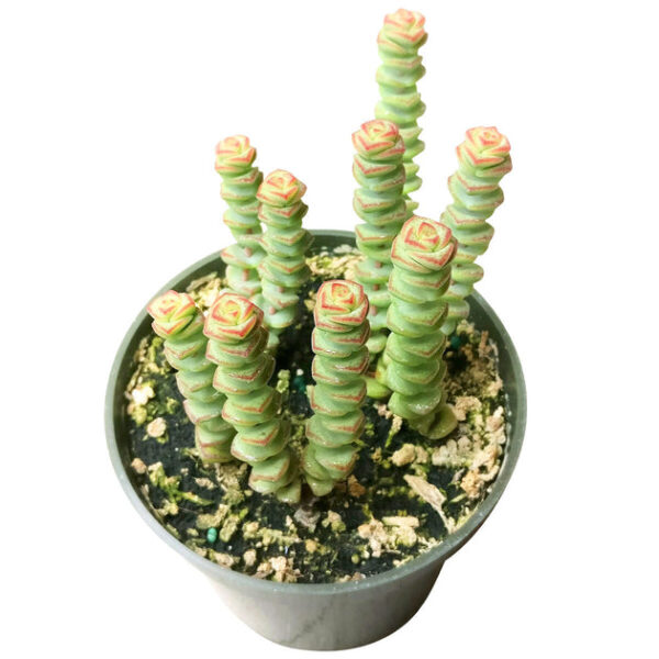 Crassula Baby Necklace - Image 7