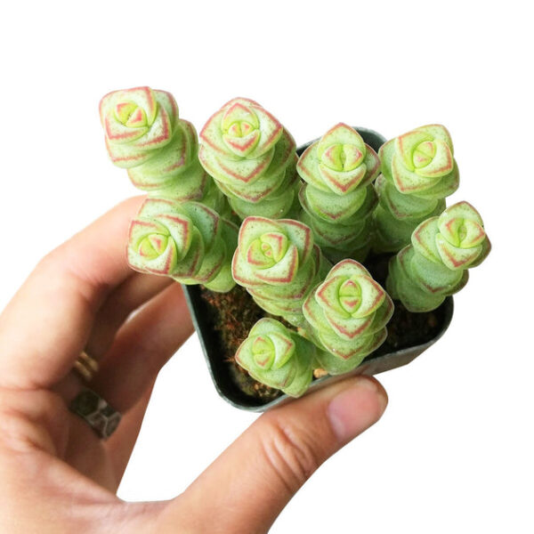 Crassula Baby Necklace - Image 3