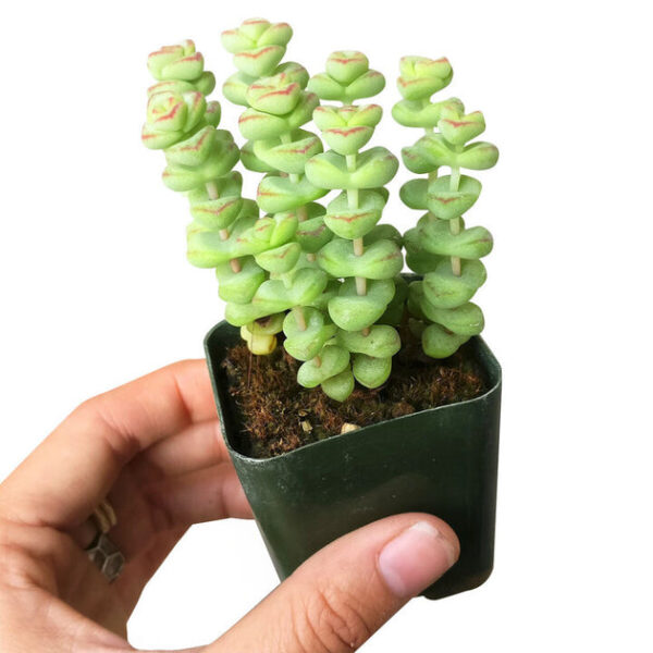 Crassula Baby Necklace - Image 4