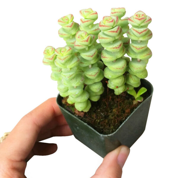 Crassula Baby Necklace - Image 5