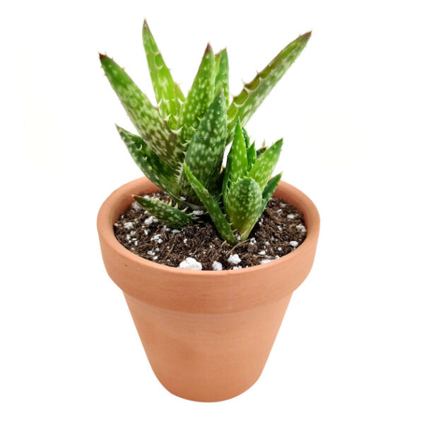Tiger Tooth Aloe Juvenna - Image 3