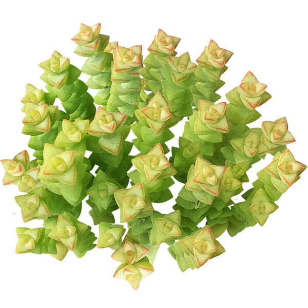Crassula Tom Thumb Perforata - Image 2