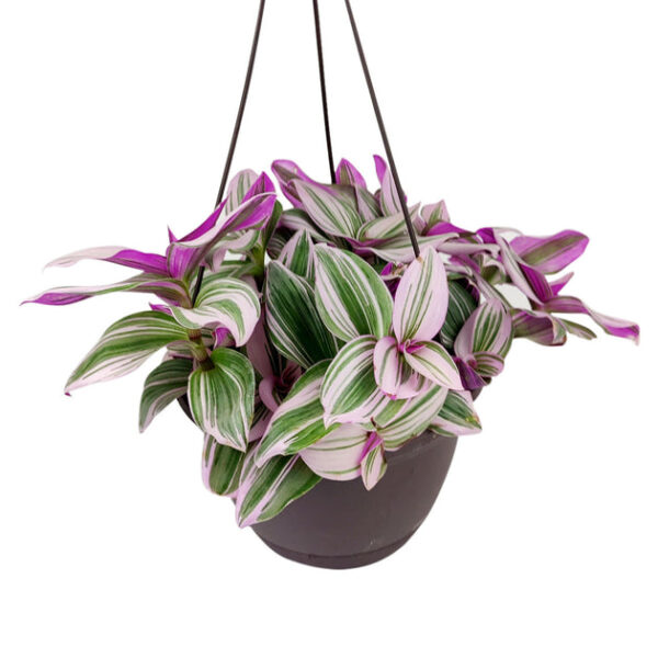 Tradescantia Nanouk - Image 2