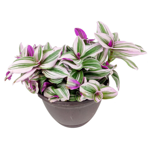 Tradescantia Nanouk - Image 3