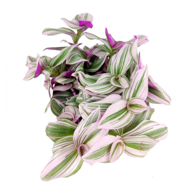 Tradescantia Nanouk - Image 4