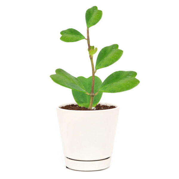 Trailing Hoya Kerrii Heart (At least 3+ leaves) - Image 3