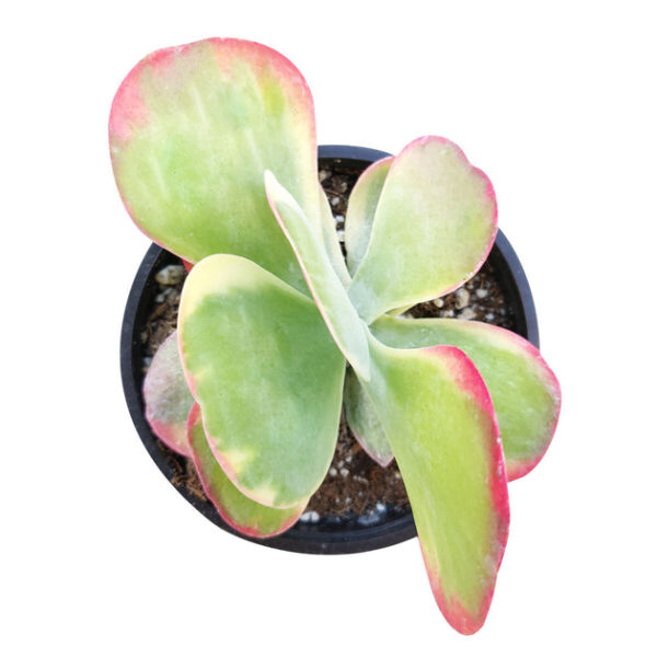 Variegated Paddle Kalanchoe - Image 3