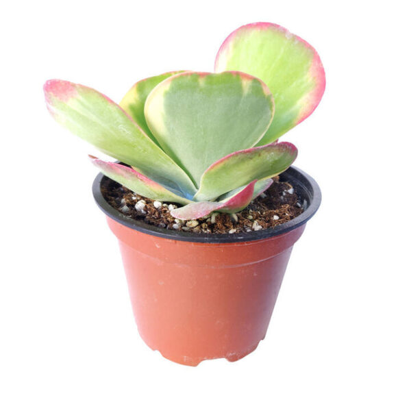 Variegated Paddle Kalanchoe - Image 4