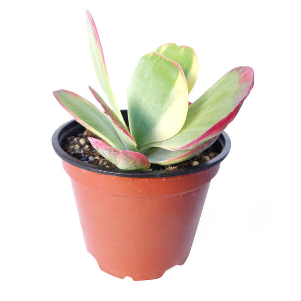 Variegated Paddle Kalanchoe - Image 5
