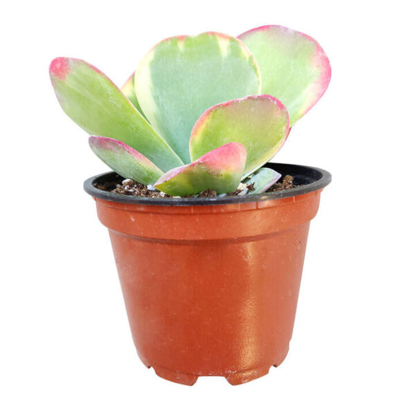 Variegated Paddle Kalanchoe - Image 6