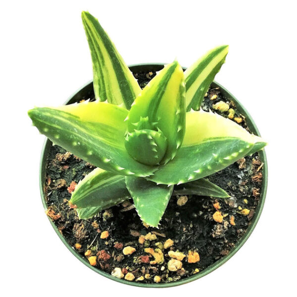 Variegated Aloe Plant - Image 4