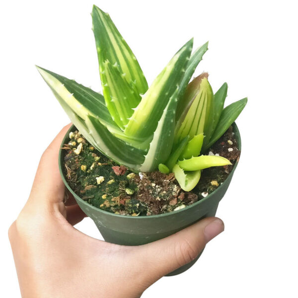 Variegated Aloe Plant - Image 5