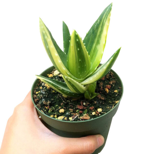 Variegated Aloe Plant - Image 6