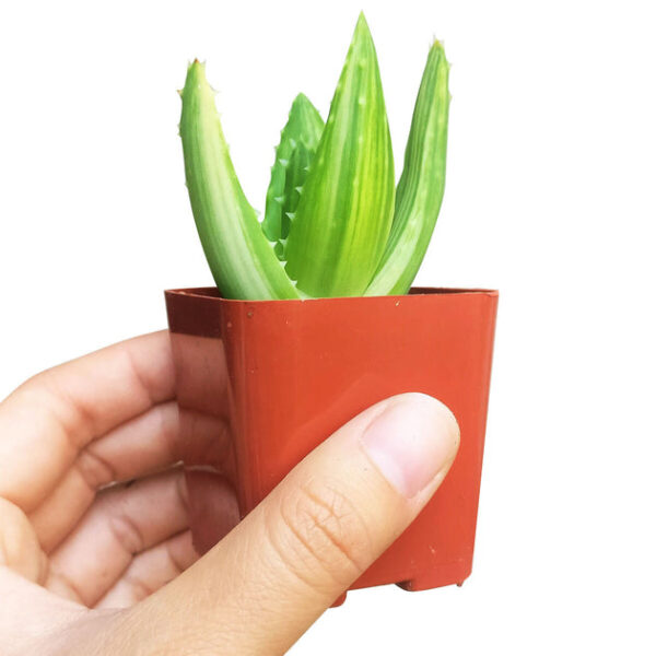 Variegated Aloe Plant - Image 2