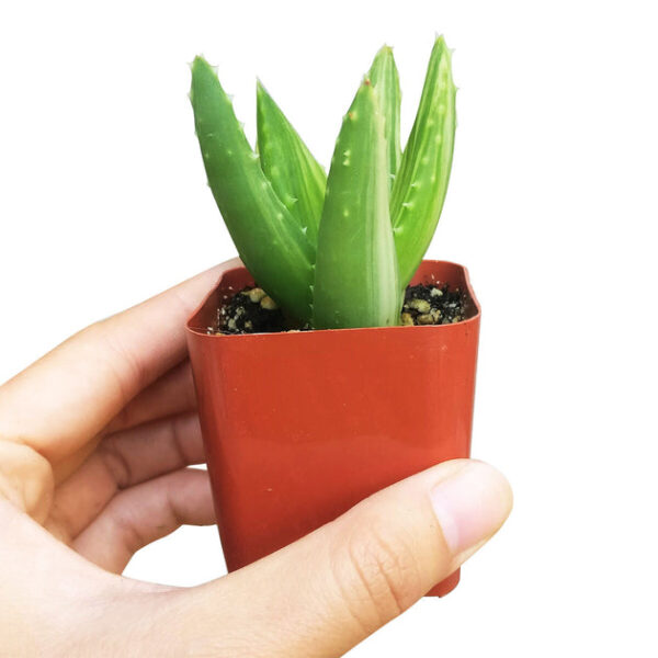 Variegated Aloe Plant - Image 3