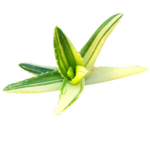Variegated Aloe Plant