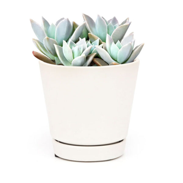 Variegated Ghost Plant - Image 7