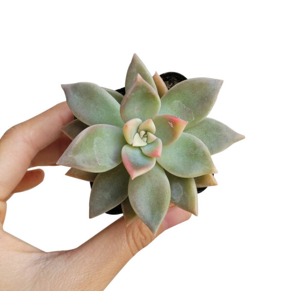 Variegated Ghost Plant - Image 3
