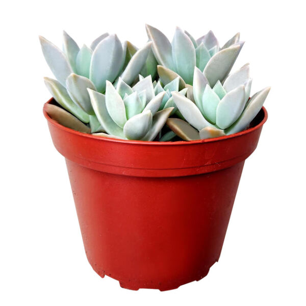 Variegated Ghost Plant - Image 6