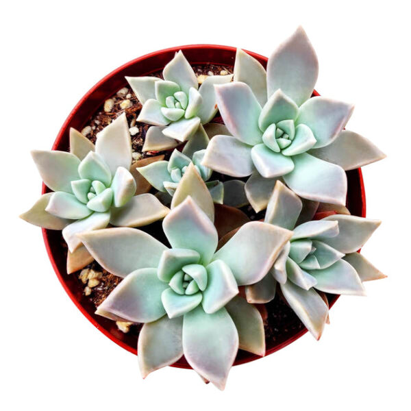 Variegated Ghost Plant - Image 5