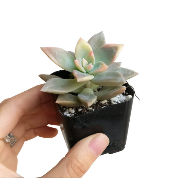 Variegated Ghost Plant - Image 2
