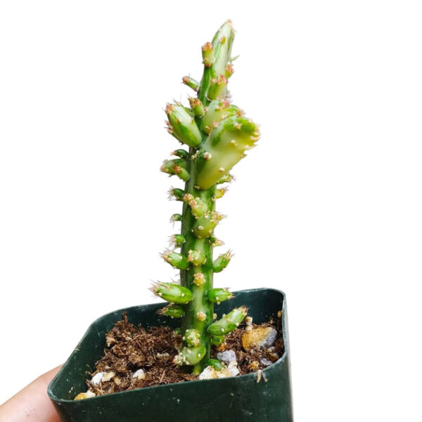 Variegated Joseph's Coat Cactus - Image 6