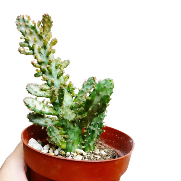 Variegated Joseph's Coat Cactus - Image 2