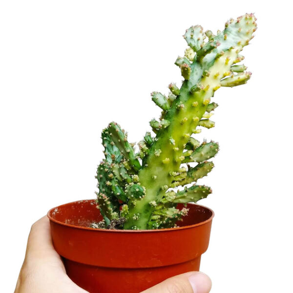Variegated Joseph's Coat Cactus - Image 3