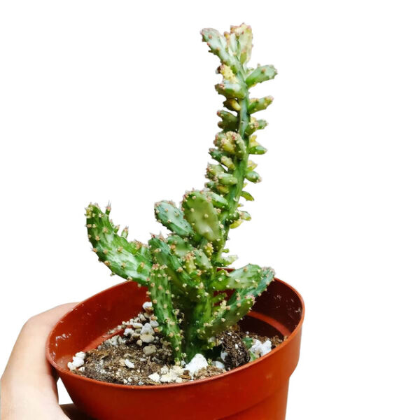 Variegated Joseph's Coat Cactus - Image 4