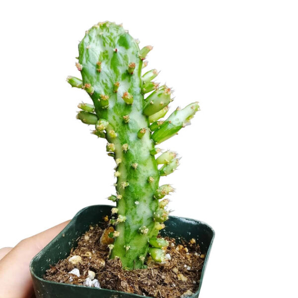 Variegated Joseph's Coat Cactus - Image 5