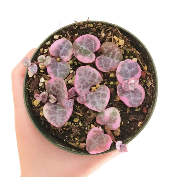 Variegated String of Hearts - Image 9