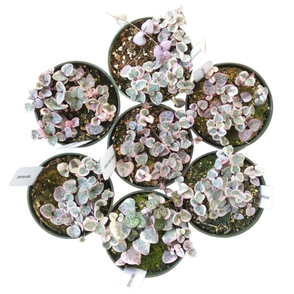 Variegated String of Hearts - Image 6