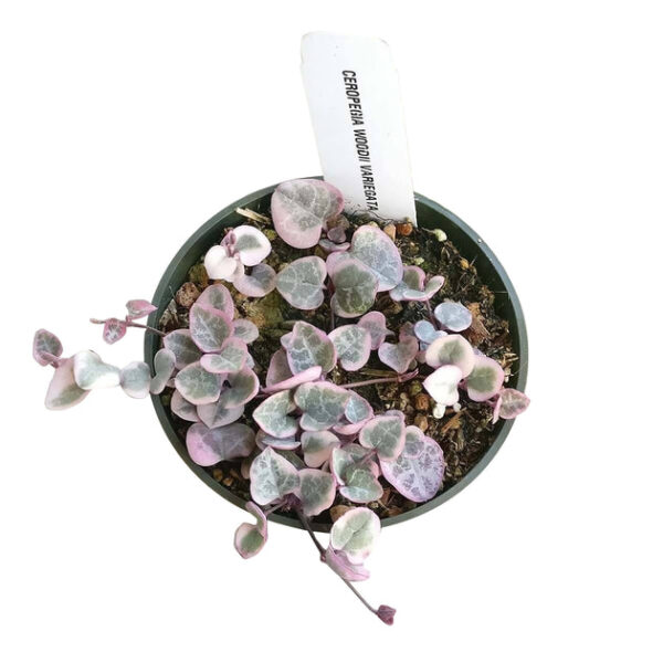 Variegated String of Hearts - Image 5