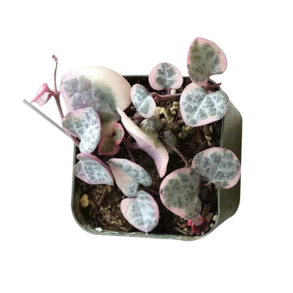 Variegated String of Hearts - Image 8